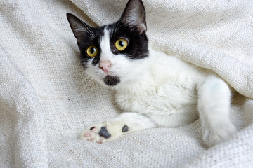 Fototapeta na wymiar cuthe black and white cat with yellow eyes underhis blanket
