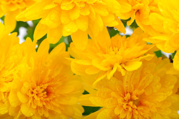 Yellow chrysanthemums background.