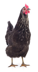 Black hen isolated.