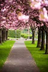 Pink cherry blossom (prunus) to brown branches in an orchard.