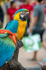 Blue and yellow big parrot sitting on the branch.