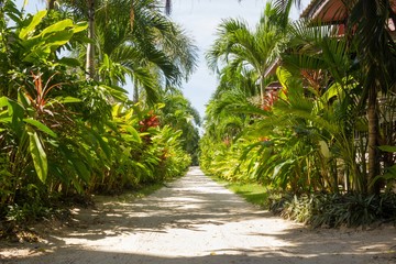 Sand path surrounded by nature leading to the beach in the island of Koh Phangan, Thailand. Tropical empty way