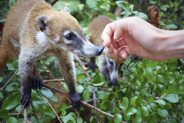 Fototapeta premium portrait of a very cute White-nosed Coati (Nasua narica) aka Pizote or Antoon. Diurnal, omnivore mammal