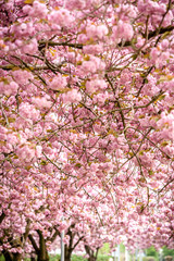 Pink cherry blossom (prunus) to brown branches in an orchard.