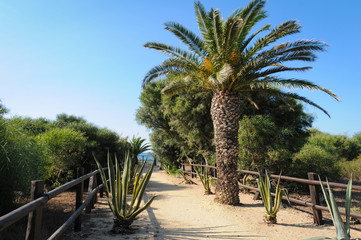 Fototapeta premium Empty sand path with vegetation and wood railings heading to sea on sunny day. Wild nature landscape way towards beach