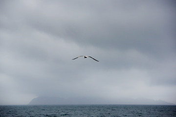 Seagull on the cloudy sky on Atlantic coast, Vigo, Galicia, Spain