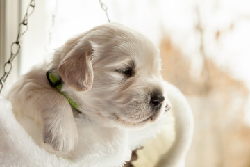 a small puppy of a golden retriever sits in a hanging wicker basket on the window background