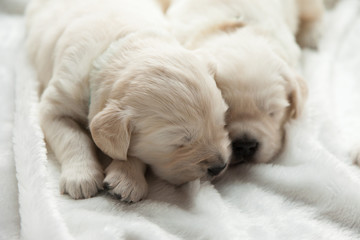 two puppies of breed golden retriever sleep on the windowsill