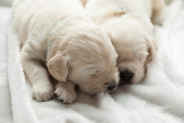 two puppies of breed golden retriever sleep on the windowsill