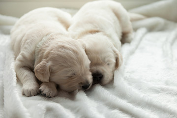 two puppies of breed golden retriever sleep on the windowsill