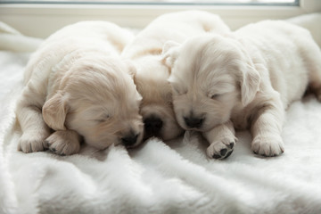 three puppies of breed golden retriever sleep on the windowsill