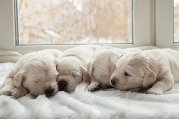 four puppies breed golden retriever sleeping on a windowsill on a white fur litter