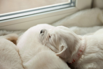 a small puppy of a golden retriever sleeps near a window on the sovem brotherhood