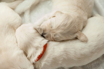 sleeping puppies of a golden retriever