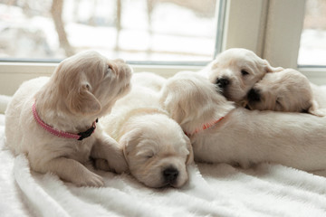 puppies of a golden retriever lie on a white window sill on a fur litter