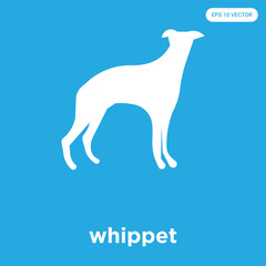 whippet icon isolated on blue background