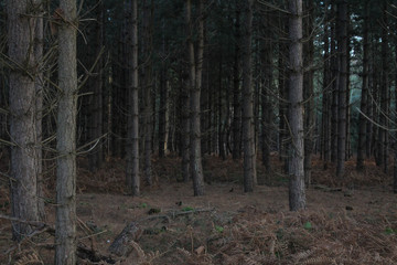 Assortment of tall, bare trees in Rendlesham Forest, UK