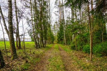 Obraz premium bosque en Rusia