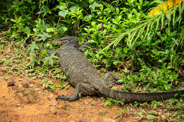 Varan is basking in the sun in the rain forest of Sinharaja, Sri Lanka
