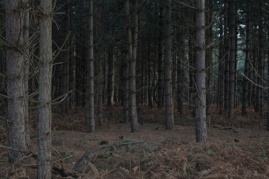Assortment of tall, bare trees in Rendlesham Forest, UK