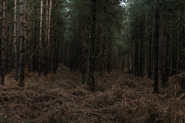 Symmetrical looks through a line of trees inside of Rendlesham Forest/Woodland