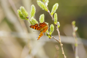 Butterfly polygonia with white sits at the spring flower.