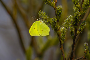 Butterfly lemon on a willow branch.