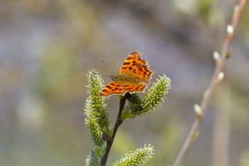 Butterfly polygonia with white sits at the spring flower.