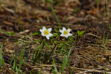 The first flowers on the spring field.