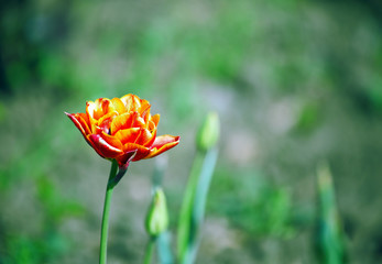 Fototapeta premium Beautiful tulnan against the background of green buds and grass