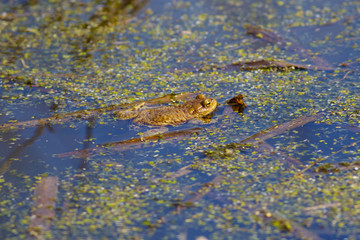 Ordinary toads are engaged in obtaining offspring.