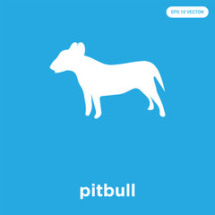 pitbull icon isolated on blue background