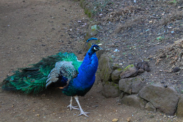 Fototapeta premium Colorful Peafowl bird on a dirt path