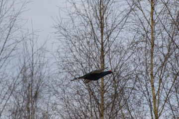 The black grouse flies against the background of the spring forest.