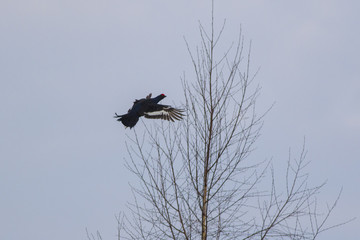 The black grouse flies against the background of the spring forest.