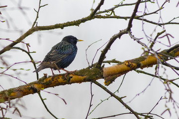 The starling sits on a tree branch in the spring.