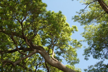  leaves, branches and flowers