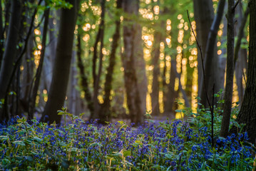 Bluebells in the woods