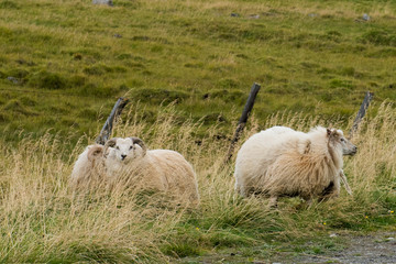 Fototapeta premium Iceland 2017