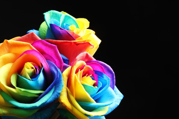 Fototapeta na wymiar Amazing rainbow rose flowers on black background