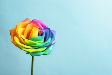 Fototapeta na wymiar Amazing rainbow rose flower on color background