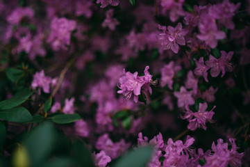  beautiful violet lilac flower bush blooming