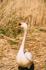 alone swan is walking near the river