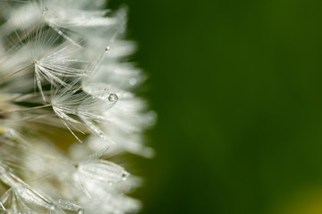 les gouttes de la rosée sur les pistils blancs d'un pissenlit sur fond vert