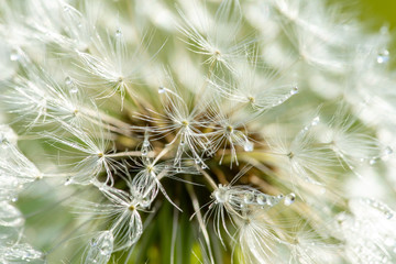 les gouttes de rosée sur les pistils d'un pissenlit