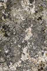 Gray and white rock with lichens in green and black, as a textured nature background
