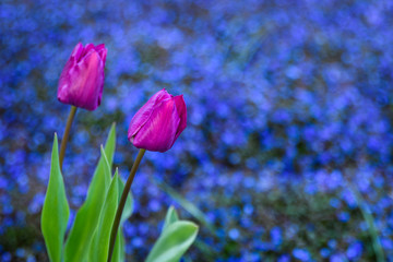 Portrait of two vibrant purple tulips growing against a background of blue ground cover

