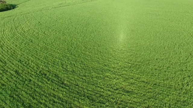 Aerial top view from flying drone of green fields in countryside land with grown plants.