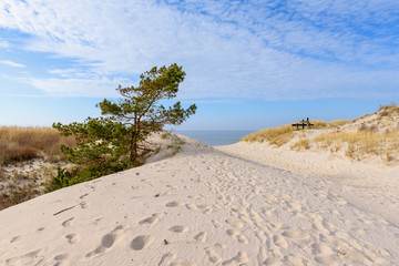 Pine tree growing at the entrance to sandy beach.Baltic Sea, Poland