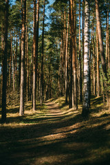 green beautiful forest in latvia region
